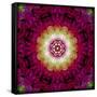 Symmetrical Ornament of Flower Photos-Alaya Gadeh-Framed Stretched Canvas