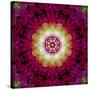 Symmetrical Ornament of Flower Photos-Alaya Gadeh-Stretched Canvas