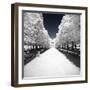 Symmetry Winter II - In the Style of Oil Painting-Philippe Hugonnard-Framed Giclee Print