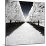 Symmetry Winter - In the Style of Oil Painting-Philippe Hugonnard-Mounted Giclee Print