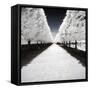 Symmetry Winter - In the Style of Oil Painting-Philippe Hugonnard-Framed Stretched Canvas