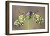 Symmetry-Jimmy Hoffman-Framed Giclee Print