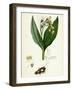 Symphytum Tuberosum Tuberous Comfrey-null-Framed Giclee Print