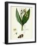 Symphytum Tuberosum Tuberous Comfrey-null-Framed Giclee Print