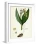 Symphytum Tuberosum Tuberous Comfrey-null-Framed Giclee Print