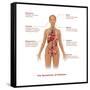 Symptoms of Diabetes-Gwen Shockey-Framed Stretched Canvas