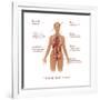 Symptoms of Diabetes-Gwen Shockey-Framed Art Print