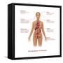 Symptoms of Diabetes-Gwen Shockey-Framed Stretched Canvas