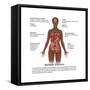 Symptoms of Multiple Sclerosis-Gwen Shockey-Framed Stretched Canvas