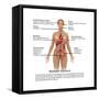 Symptoms of Multiple Sclerosis-Gwen Shockey-Framed Stretched Canvas