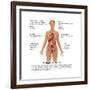 Symptoms of Multiple Sclerosis-Gwen Shockey-Framed Art Print