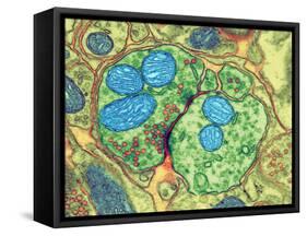 Synapse Nerve Junction, TEM-Thomas Deerinck-Framed Stretched Canvas