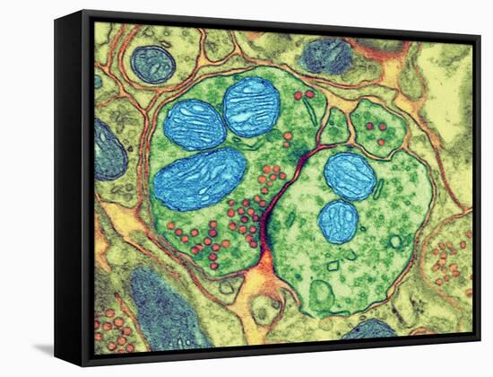 Synapse Nerve Junction, TEM-Thomas Deerinck-Framed Stretched Canvas