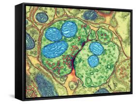 Synapse Nerve Junction, TEM-Thomas Deerinck-Framed Stretched Canvas