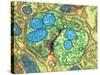 Synapse Nerve Junction, TEM-Thomas Deerinck-Stretched Canvas