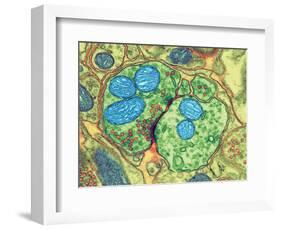 Synapse Nerve Junction, TEM-Thomas Deerinck-Framed Premium Photographic Print