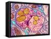 Synapse Nerve Junction, TEM-Thomas Deerinck-Framed Stretched Canvas