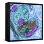 Synapse Nerve Junction, TEM-Thomas Deerinck-Framed Stretched Canvas