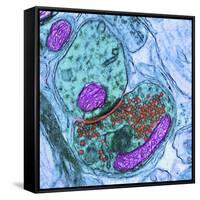 Synapse Nerve Junction, TEM-Thomas Deerinck-Framed Stretched Canvas