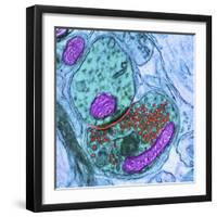 Synapse Nerve Junction, TEM-Thomas Deerinck-Framed Premium Photographic Print