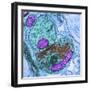 Synapse Nerve Junction, TEM-Thomas Deerinck-Framed Premium Photographic Print