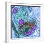 Synapse Nerve Junction, TEM-Thomas Deerinck-Framed Premium Photographic Print