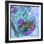 Synapse Nerve Junction, TEM-Thomas Deerinck-Framed Photographic Print