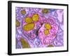 Synapse Nerve Junction, TEM-Thomas Deerinck-Framed Photographic Print