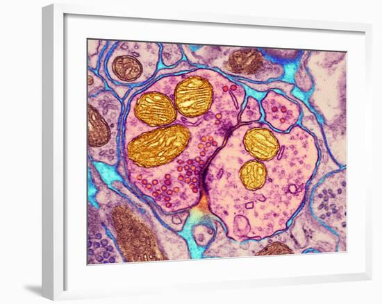 Synapse Nerve Junction, TEM-Thomas Deerinck-Framed Photographic Print