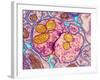 Synapse Nerve Junction, TEM-Thomas Deerinck-Framed Photographic Print