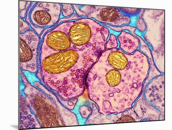 Synapse Nerve Junction, TEM-Thomas Deerinck-Mounted Photographic Print