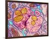 Synapse Nerve Junction, TEM-Thomas Deerinck-Framed Photographic Print