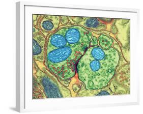 Synapse Nerve Junction, TEM-Thomas Deerinck-Framed Photographic Print