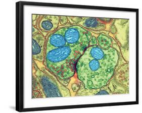 Synapse Nerve Junction, TEM-Thomas Deerinck-Framed Photographic Print