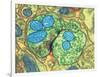 Synapse Nerve Junction, TEM-Thomas Deerinck-Framed Photographic Print