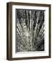 Synchronicity-Aurel Manea-Framed Photographic Print