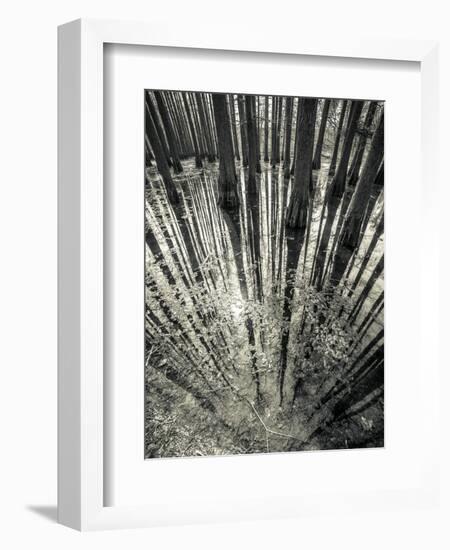 Synchronicity-Aurel Manea-Framed Photographic Print