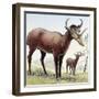 Syndyoceras-null-Framed Photographic Print