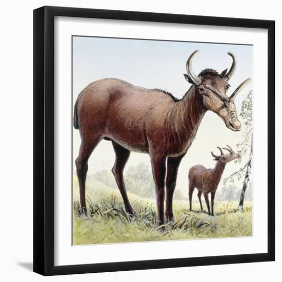 Syndyoceras-null-Framed Photographic Print