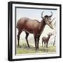 Syndyoceras-null-Framed Photographic Print