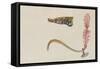 Syngnathus Lumbriciformis: Pipefish-Philip Henry Gosse-Framed Stretched Canvas