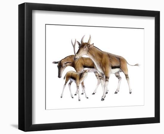 Synthetoceras-null-Framed Photographic Print