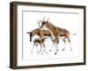 Synthetoceras-null-Framed Premium Photographic Print