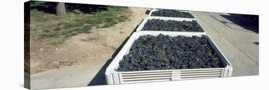 Syrah Grape in Field Bins Ready for Crush, Portteus Vineyard, Rattlesnake Hills Ava, Yakima Coun...-null-Stretched Canvas