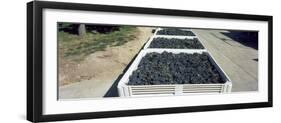 Syrah Grape in Field Bins Ready for Crush, Portteus Vineyard, Rattlesnake Hills Ava, Yakima Coun...-null-Framed Photographic Print