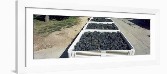 Syrah Grape in Field Bins Ready for Crush, Portteus Vineyard, Rattlesnake Hills Ava, Yakima Coun...-null-Framed Photographic Print