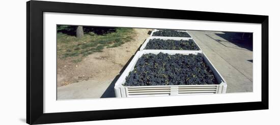 Syrah Grape in Field Bins Ready for Crush, Portteus Vineyard, Rattlesnake Hills Ava, Yakima Coun...-null-Framed Photographic Print