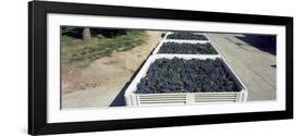 Syrah Grape in Field Bins Ready for Crush, Portteus Vineyard, Rattlesnake Hills Ava, Yakima Coun...-null-Framed Photographic Print