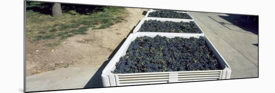 Syrah Grape in Field Bins Ready for Crush, Portteus Vineyard, Rattlesnake Hills Ava, Yakima Coun...-null-Mounted Photographic Print