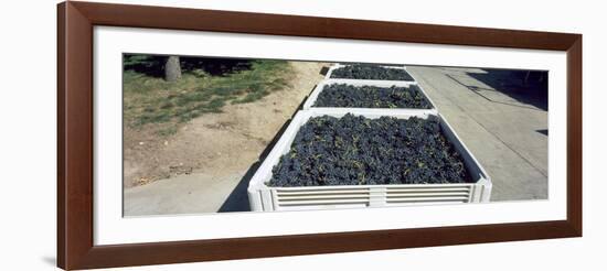 Syrah Grape in Field Bins Ready for Crush, Portteus Vineyard, Rattlesnake Hills Ava, Yakima Coun...-null-Framed Photographic Print